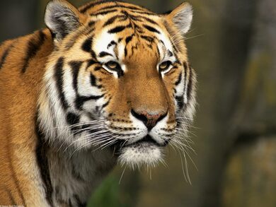 Animal Tiger in Jungle Portrait Photography