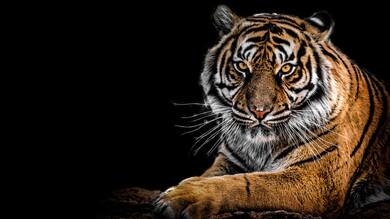 Animal Tiger with Black Background Photo