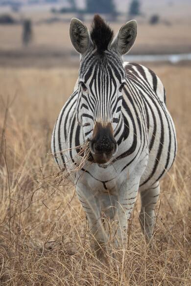 Animal Zebra Eating Grass