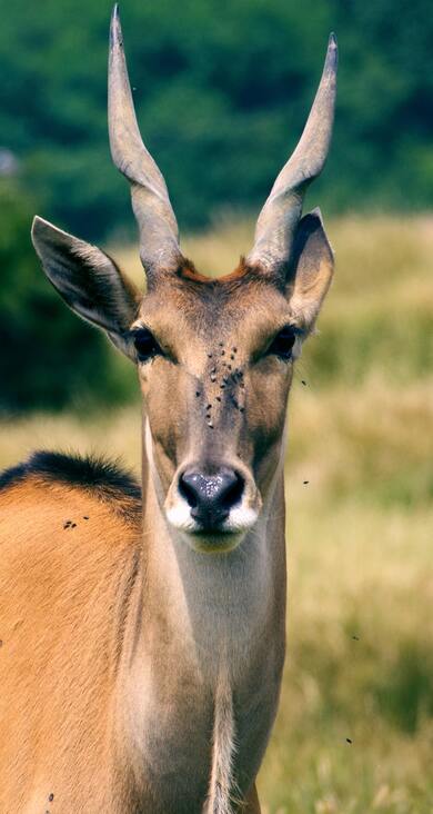 Antelope Deer HD Pics
