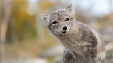 Arctic Fox Animal Photography