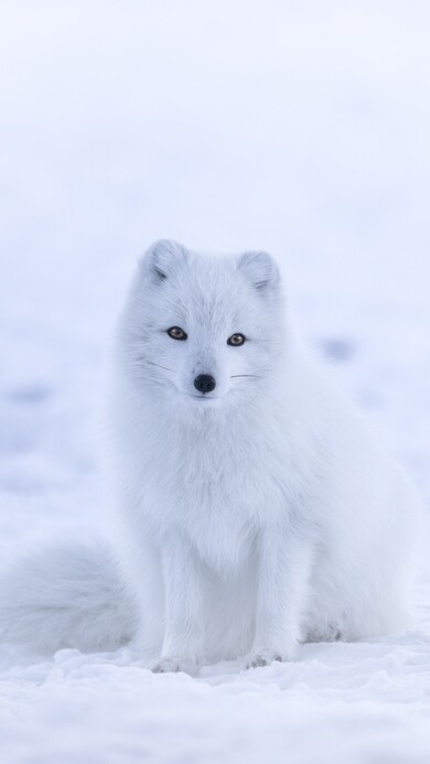 Artic Fox