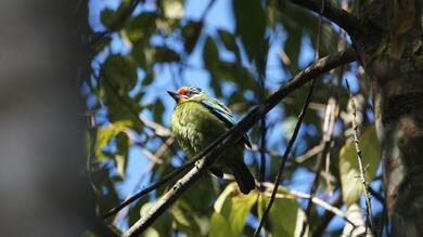 Asian Barbet Bird 8K Wallpaper