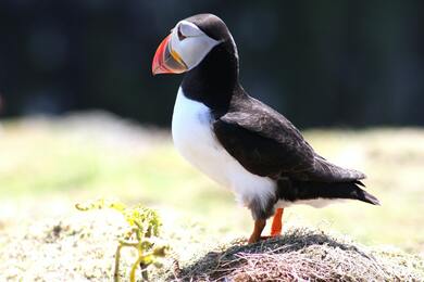 Atlantic Puffin Bird Macro Photography