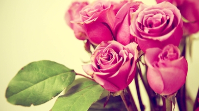 Attractive Pink Rose HD Photo