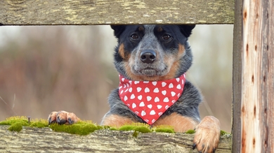 Australian Cattle Dog HD Wallpaper