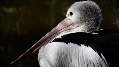 Australian Pelican Bird with Long Beak