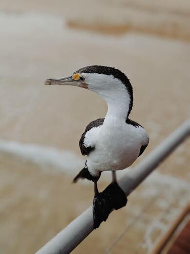 Australian Pied Cormorant Bird Photography