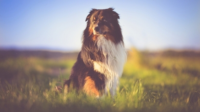 Australian Shepherd Dog Standing in Grass HD Wallpaper