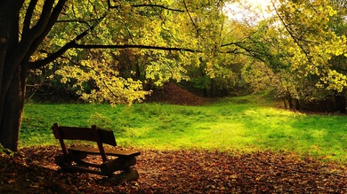 Autumn Bench