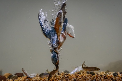 Awesome Hunting by Kingfisher Bird Underwater