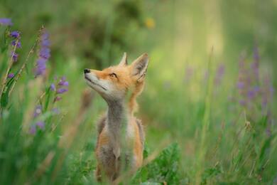 Baby Animal Fox