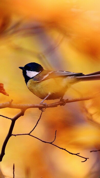 Baby Bird in Autumn Season