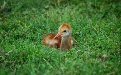 Baby Crane Bird in Grass HD Photo