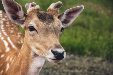 Baby Deer 4K Photo