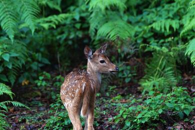 Baby Deer 5K Wallpaper