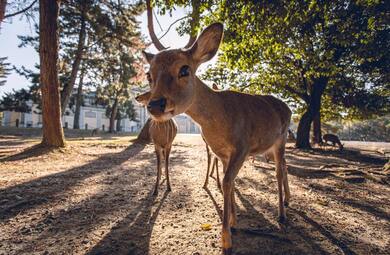 Baby Deer Pic