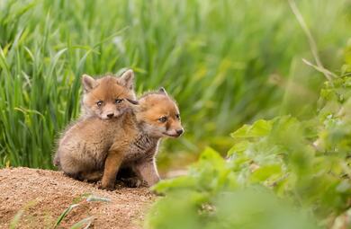 Baby Foxes Wide Wallpaper