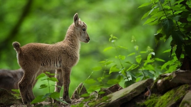 Baby Goat in Jungle