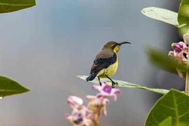 Baby Hummingbird Wallpaper