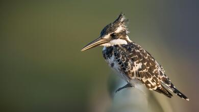 Baby Kingfisher 4K Wallpaper