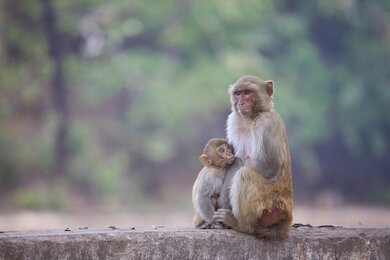 Baby Monkey Feeding Photo