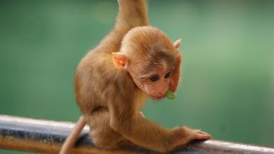 Baby Monkey HD Wallpaper