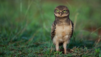 Baby Owl on Green Grass