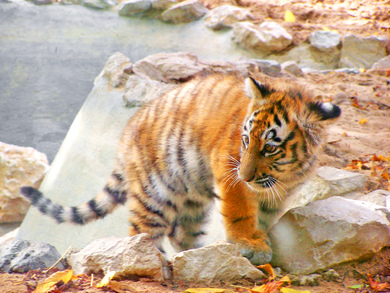 Baby Siberian Tiger