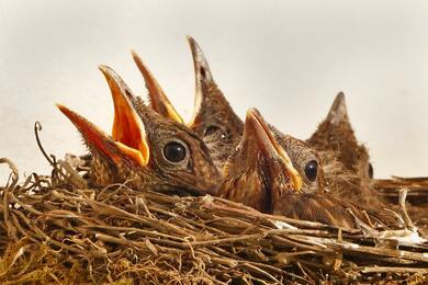 Baby Sparrow in Nest