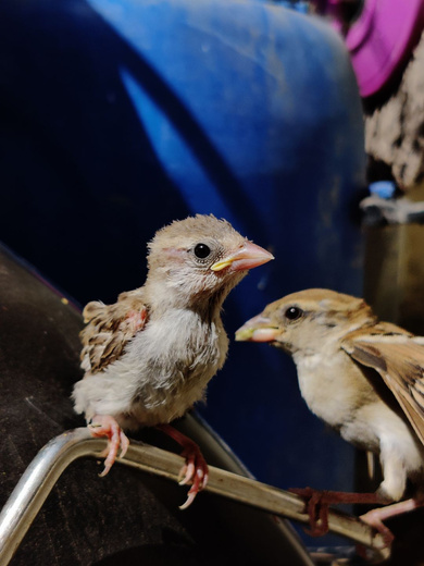 Baby Sparrow Love