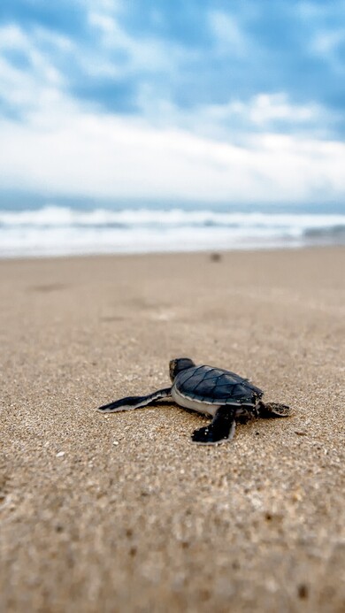 Baby Turtle Mobile Pic