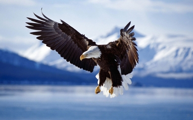 Bald Eagle Flight in Alaska