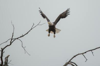 Bald Eagle Flying Photo