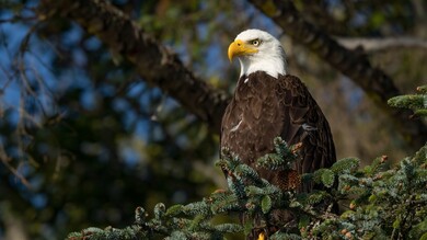 Bald Eagle HD Wallpaper