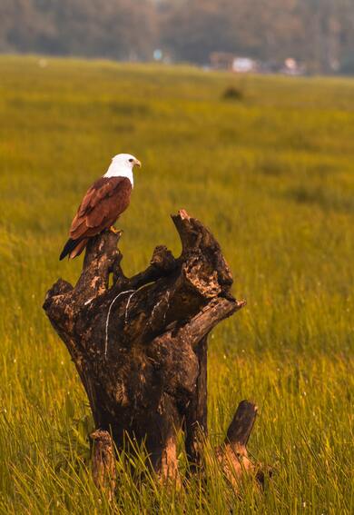 Bald Eagle Perched on Tree