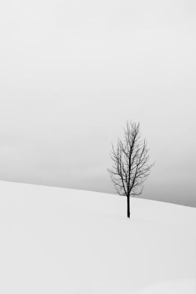 Bare Tree in The Middle Field Covered in Snow