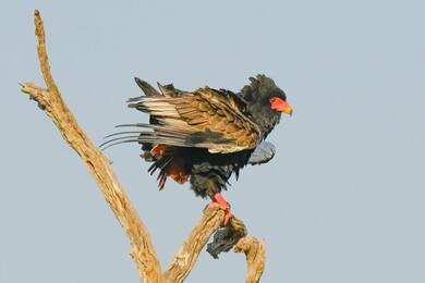 Bateleur Bird Sitting on Tree