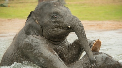 Bathing Elephants HD Pic