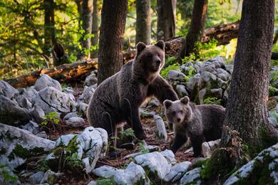 Bear And Its Baby