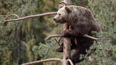 Bear Animal Sitting on Tree