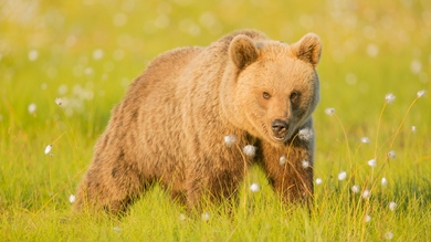 Bear in Green Grass