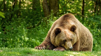 Bear Lying on Ground