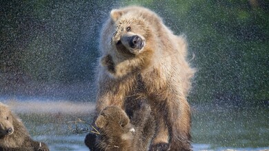 Bear Water Wash Photography