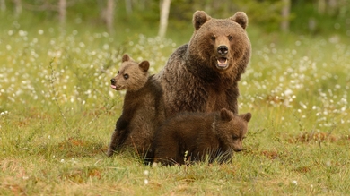 Bear with Cute Cub HD Wallpaper