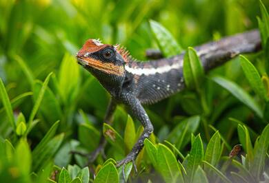 Bearded Dragon on Green Grass