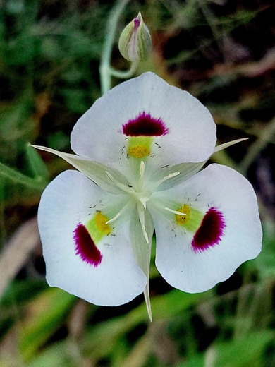 Beautiful 3 Leaf Flower