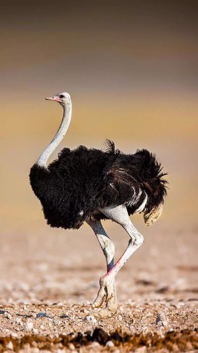 Beautiful Bay Ostrich Pic