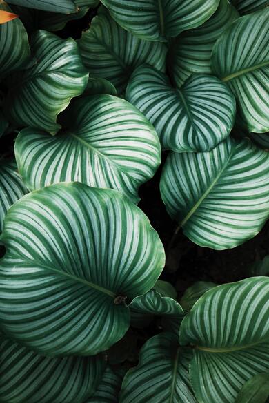 Beautiful Big Leaves of Plant