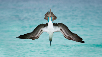 Beautiful Bird Diving in Ocean For Hunting